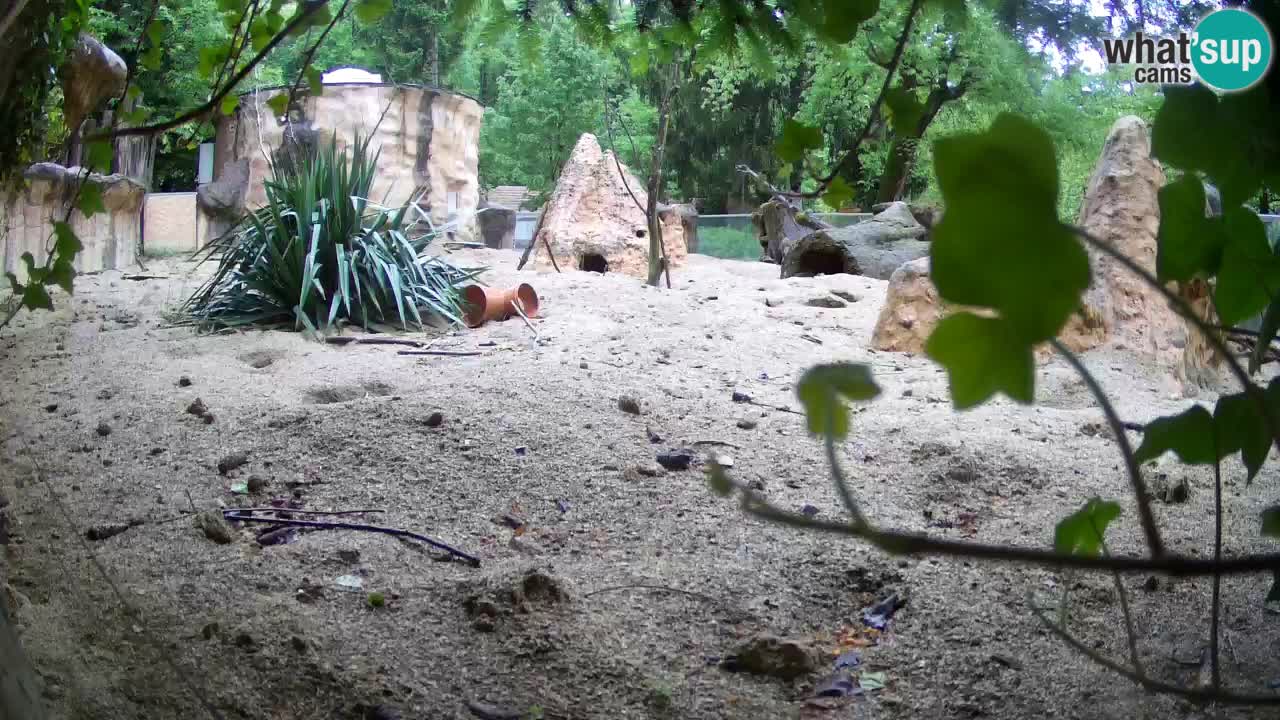Webcam live Zoo Ljubljana – Suricata