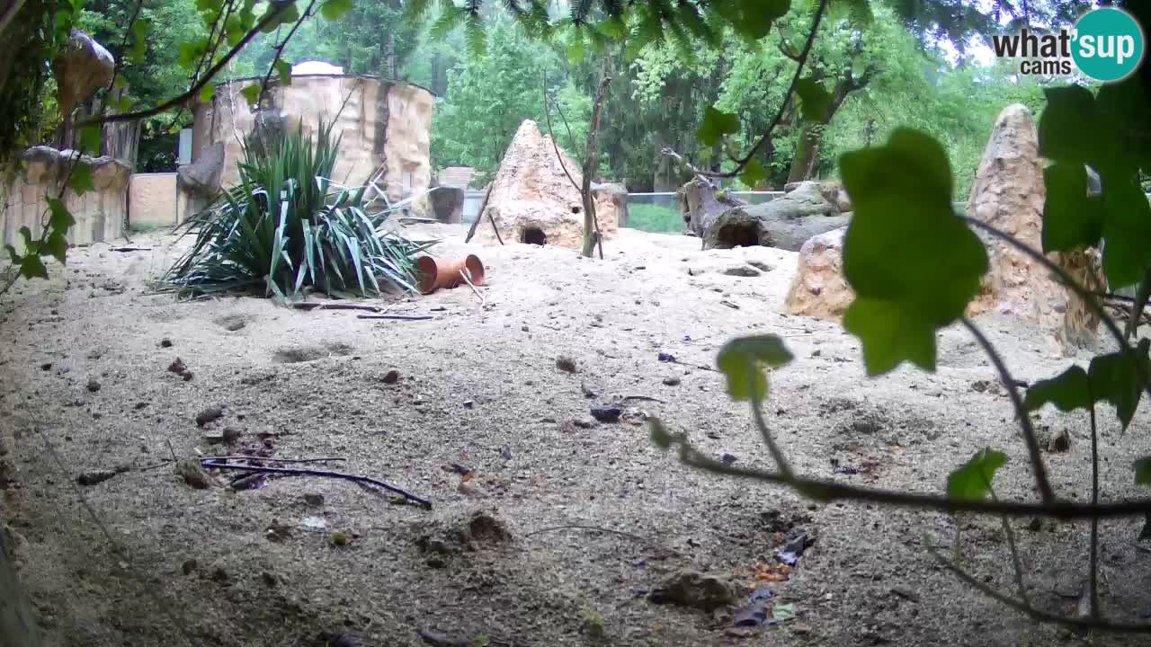 Web kamera Zoo Ljubljana – Merkat