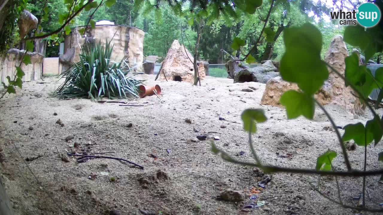 Zoo Ljubljana – Live webcam Meerkat (Suricata)