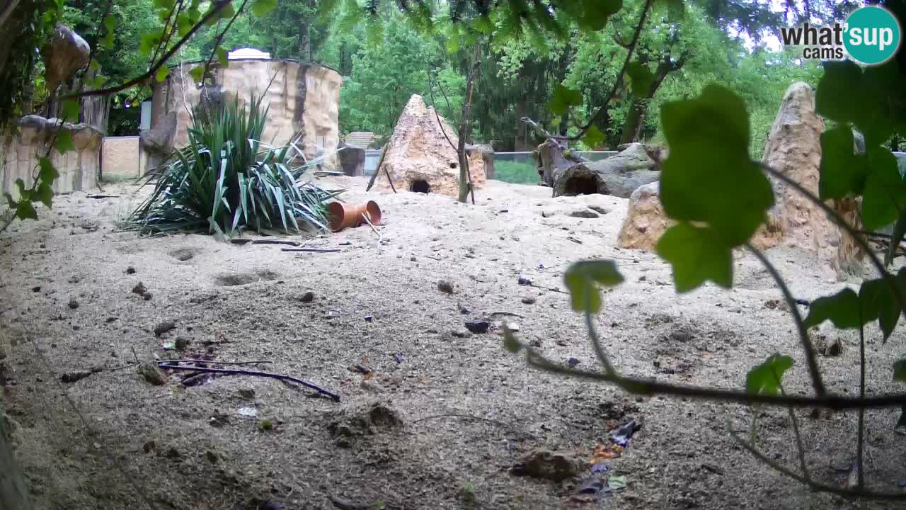 Webcam live Zoo Ljubljana – Suricata