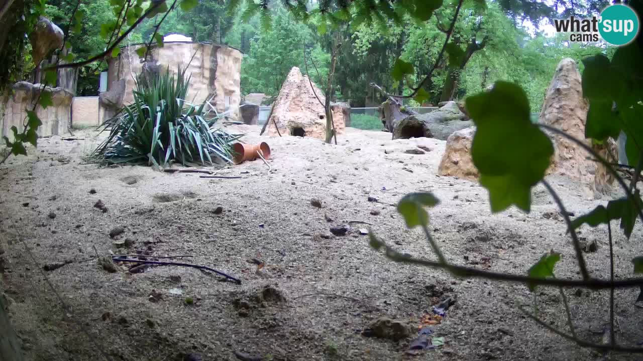 Webcam Zoo Ljubljana – Suricate