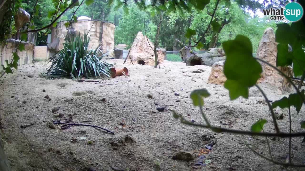 Zoo Ljubljana – Meerkat (Suricata)