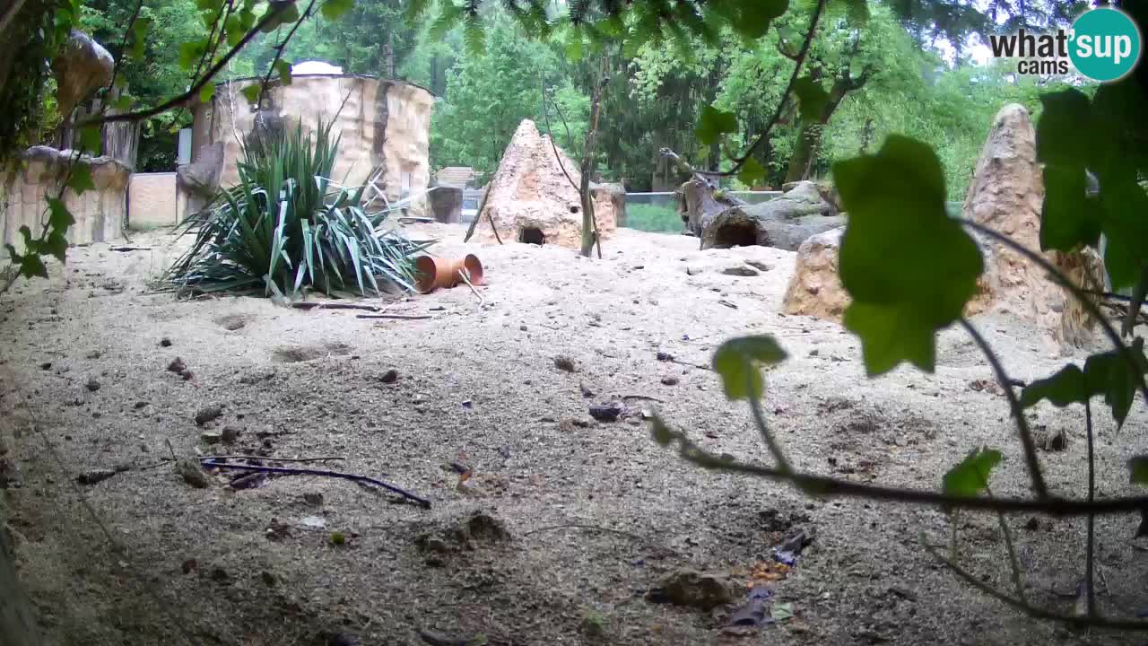 Webcam Zoo Ljubljana – Suricate
