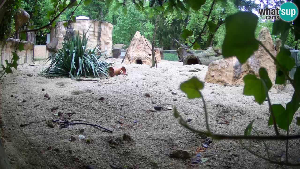 Web kamera Zoo Ljubljana – Merkat