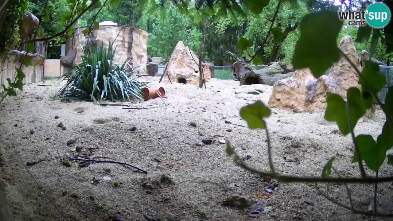 Webcam Zoo Ljubljana – Suricate
