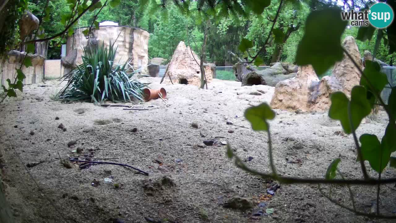 Zoo Ljubljana – Live webcam Meerkat (Suricata)