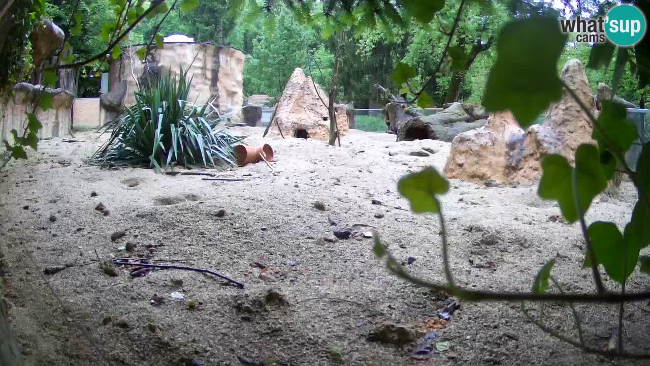 Webcam Zoo Ljubljana – Suricate
