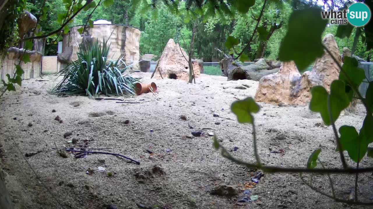 Webcam live Zoo Ljubljana – Suricata