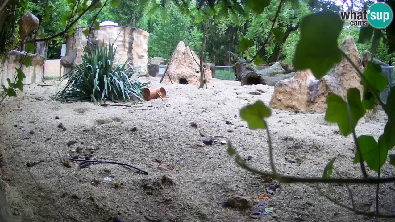 Live cam Zoo Ljubljana – Erdmännchen