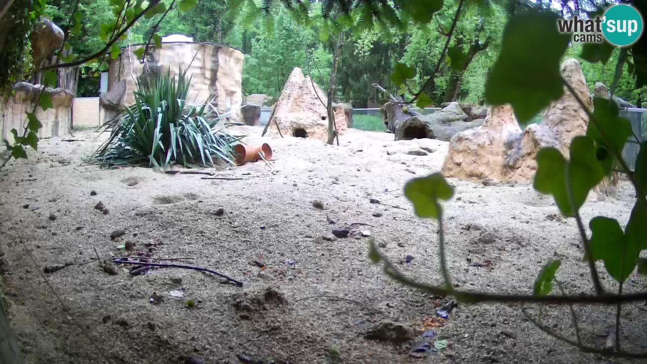 Web kamera Zoo Ljubljana – Merkat