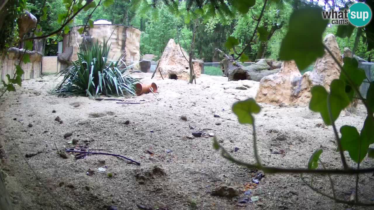 Webcam Zoo Ljubljana – Suricate