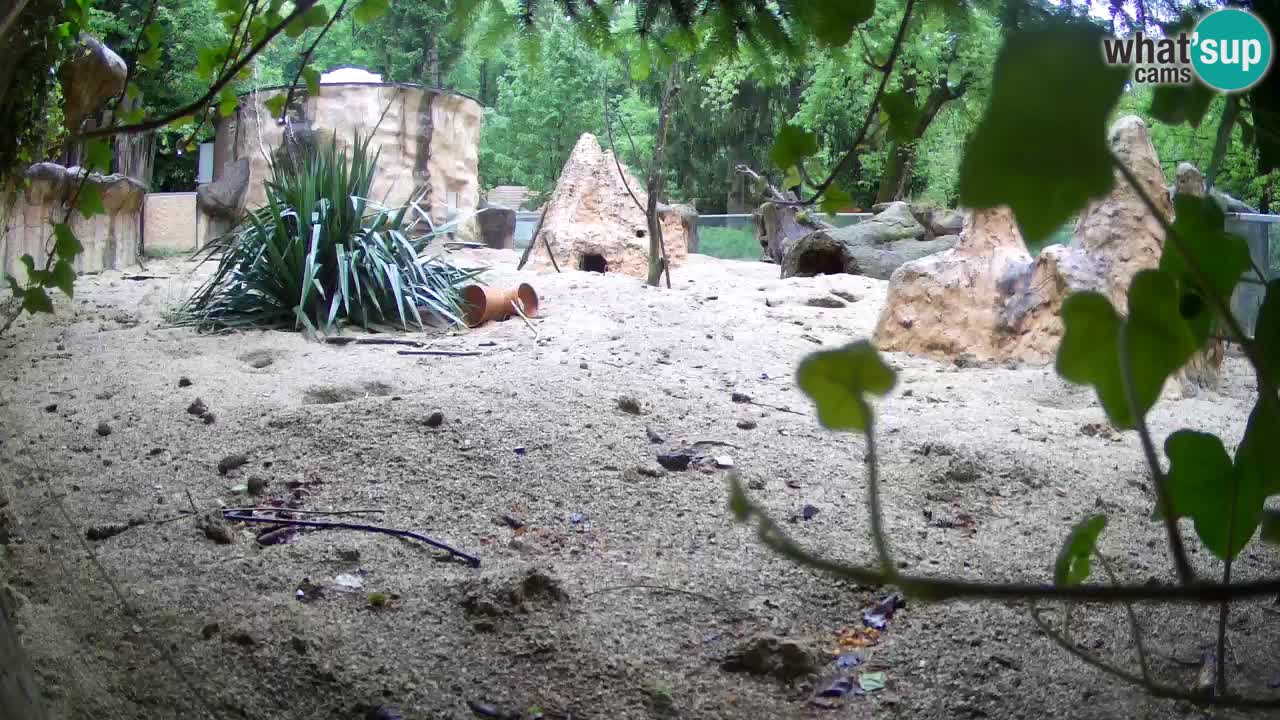Live cam Zoo Ljubljana – Erdmännchen