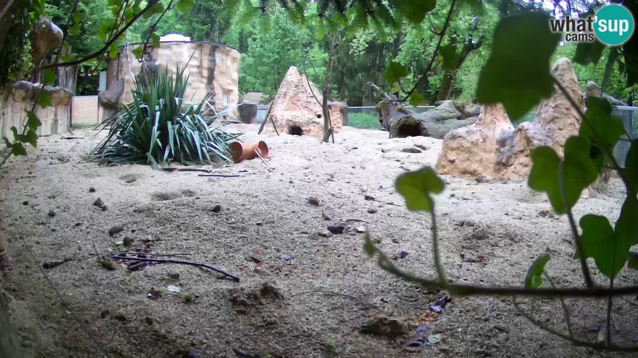 Zoo Ljubljana – Live webcam Meerkat (Suricata)