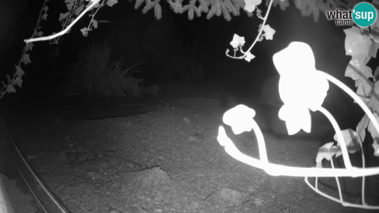 Webcam Zoo Ljubljana – Suricate