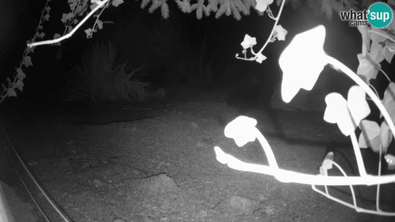 Webcam Zoo Ljubljana – Suricate