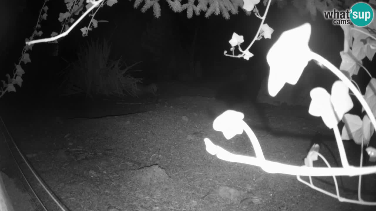 Live cam Zoo Ljubljana – Erdmännchen