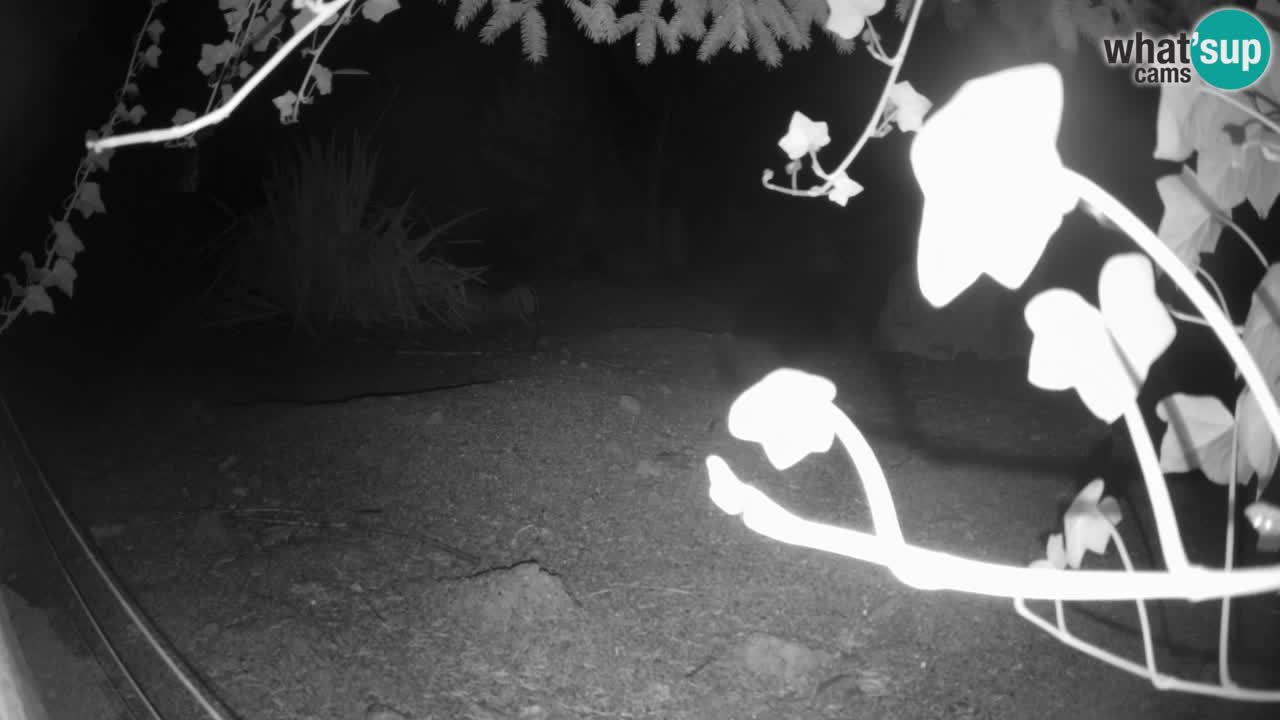 Webcam Zoo Ljubljana – Suricate