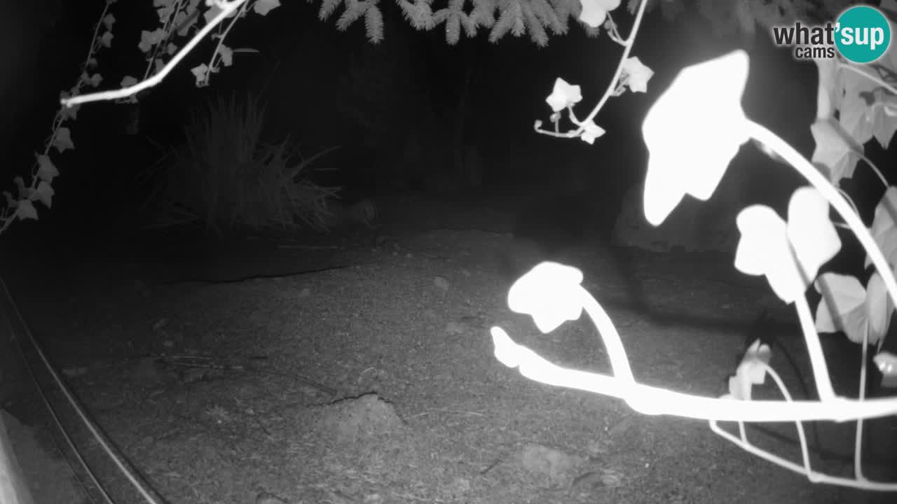 Live cam Zoo Ljubljana – Erdmännchen