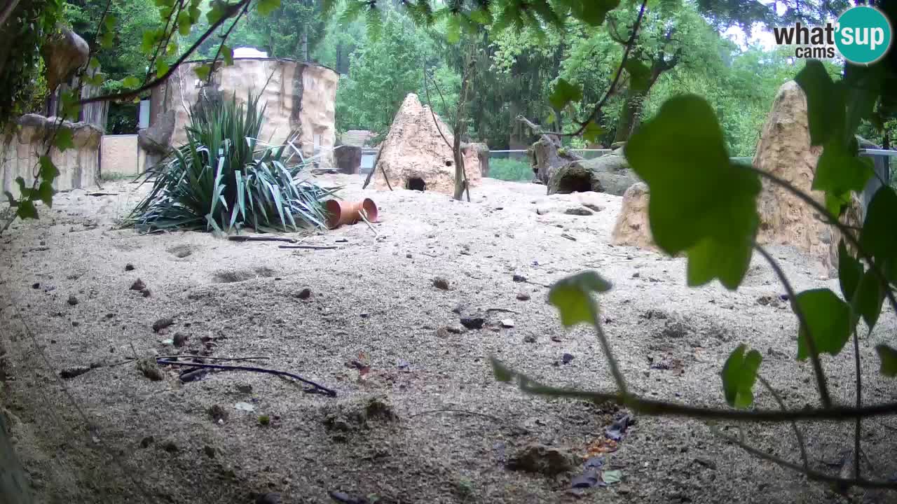 Zoo Ljubljana – Meerkat (Suricata)