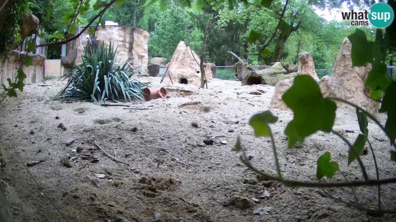 Web kamera Zoo Ljubljana – Merkat