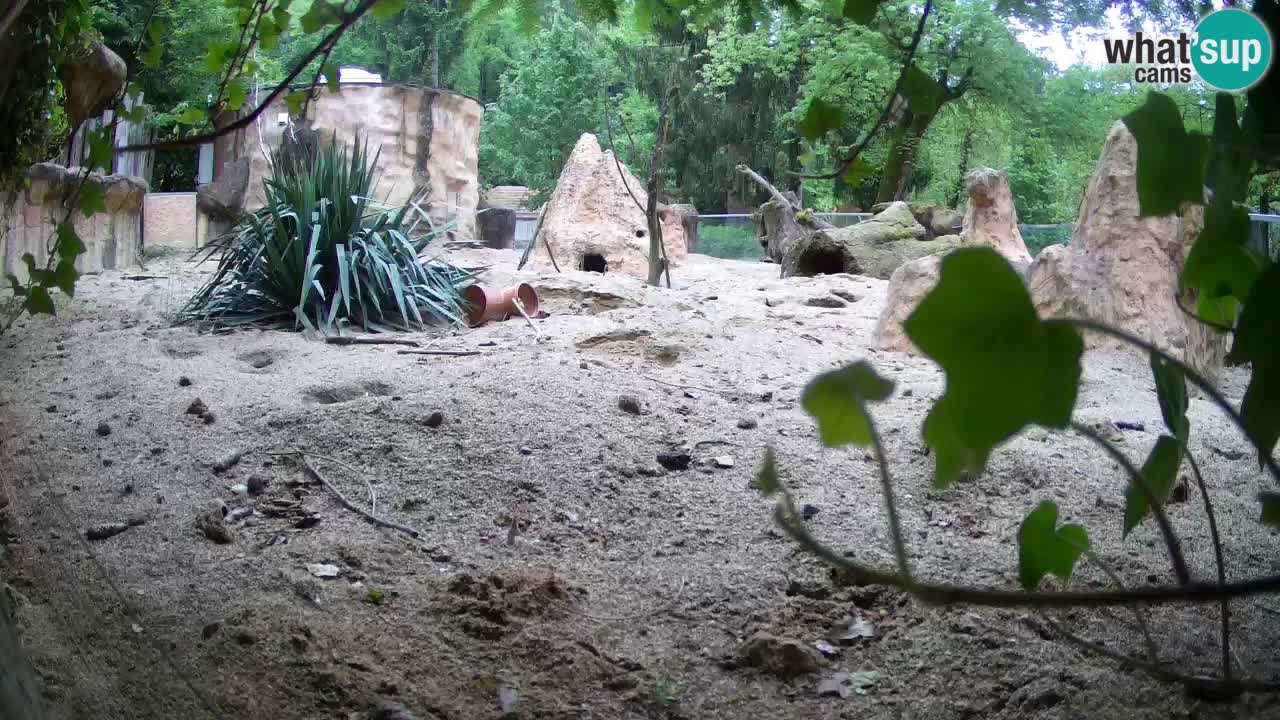 Webcam live Zoo Ljubljana – Suricata