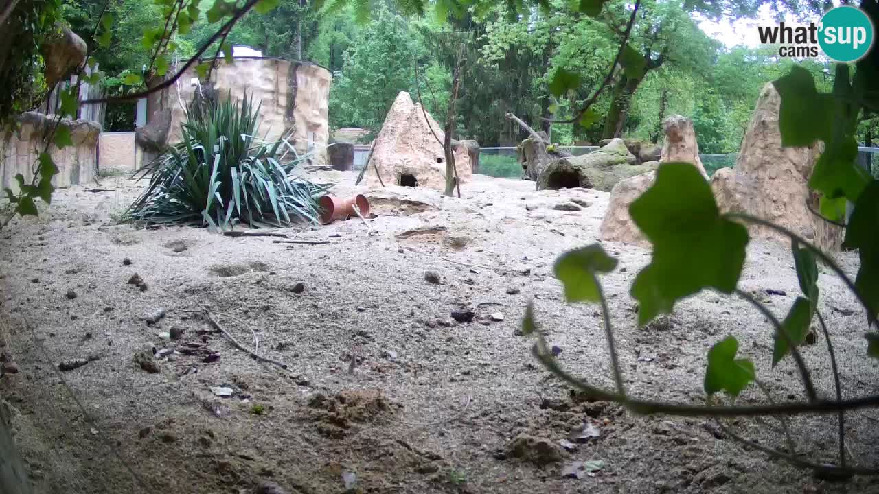 Live cam Zoo Ljubljana – Erdmännchen