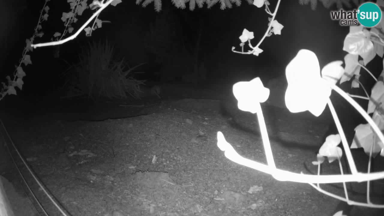 Webcam Zoo Ljubljana – Suricate