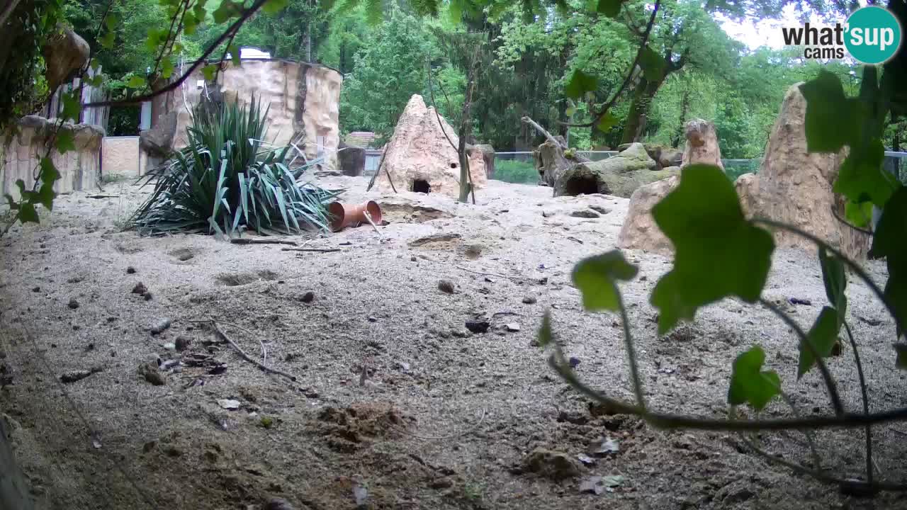 Zoo Ljubljana – Live webcam Meerkat (Suricata)