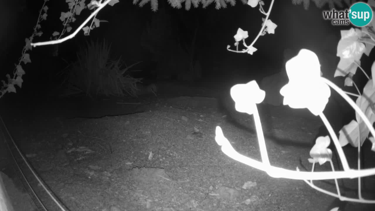 Zoo Ljubljana – Live webcam Meerkat (Suricata)