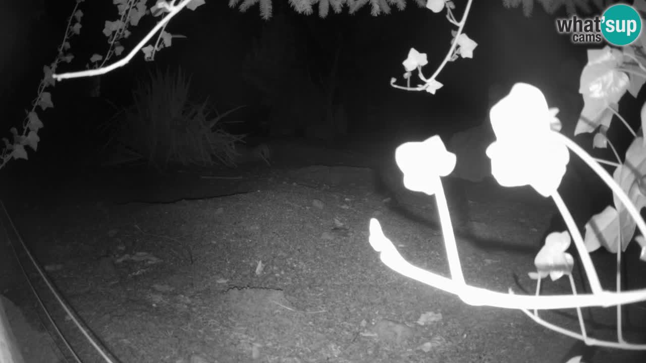 Live cam Zoo Ljubljana – Erdmännchen