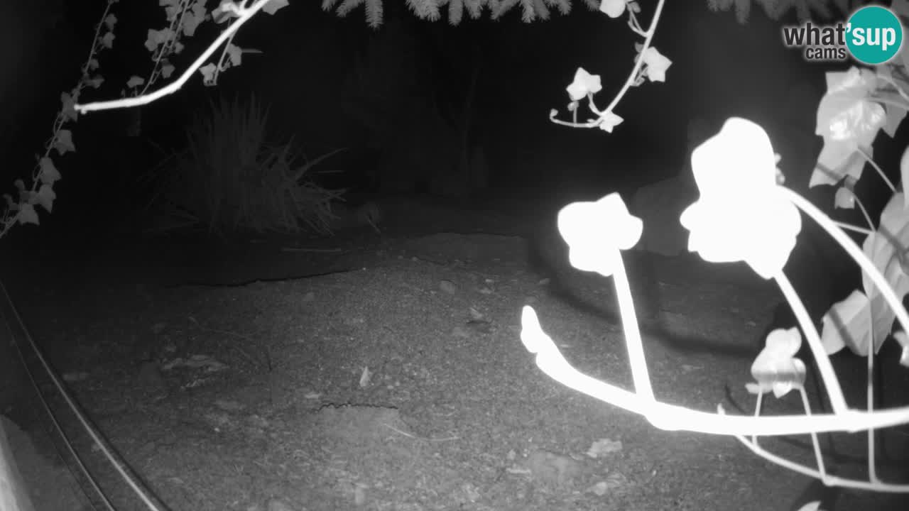 Zoo Ljubljana – Live webcam Meerkat (Suricata)