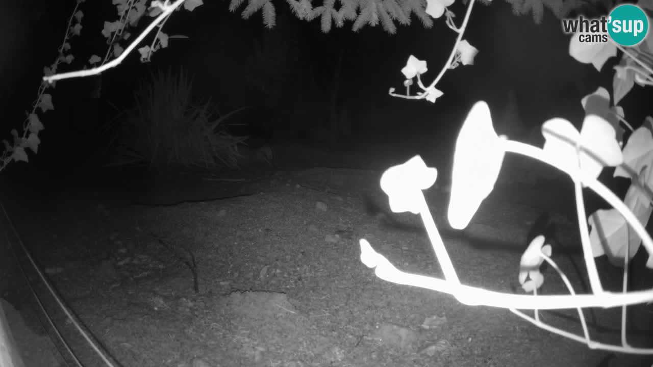 Webcam Zoo Ljubljana – Suricate