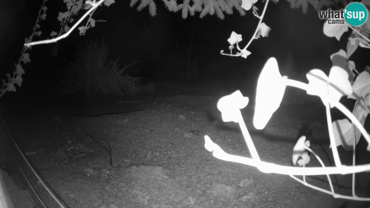 Webcam live Zoo Ljubljana – Suricata