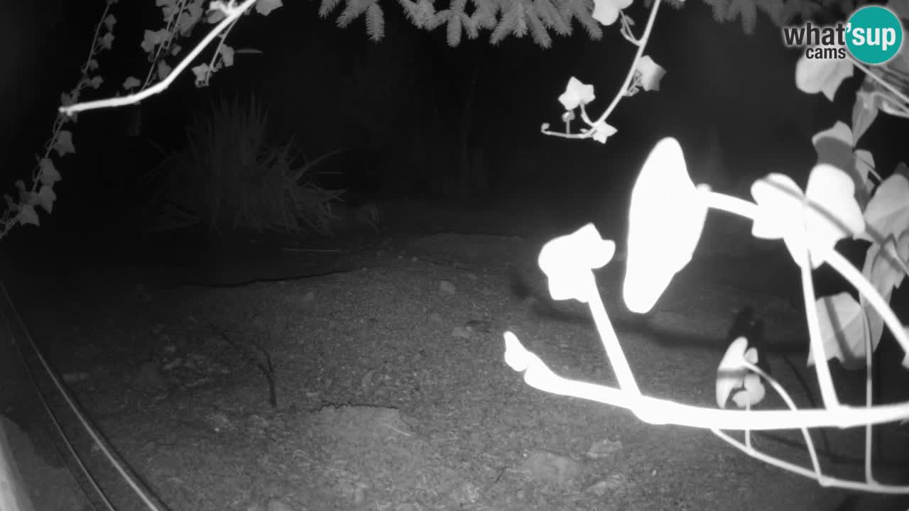 Live cam Zoo Ljubljana – Erdmännchen