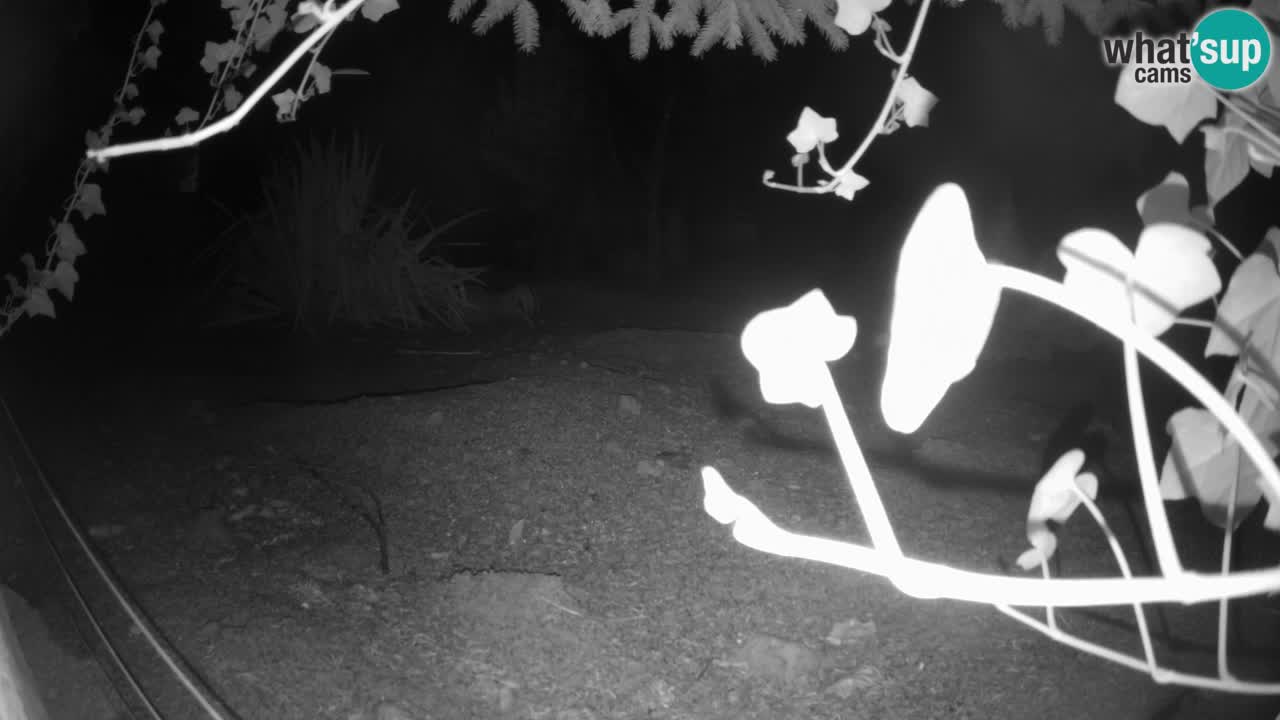 Zoo Ljubljana – Live webcam Meerkat (Suricata)
