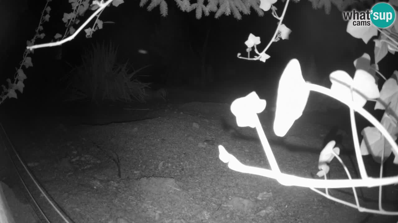 Webcam live Zoo Ljubljana – Suricata