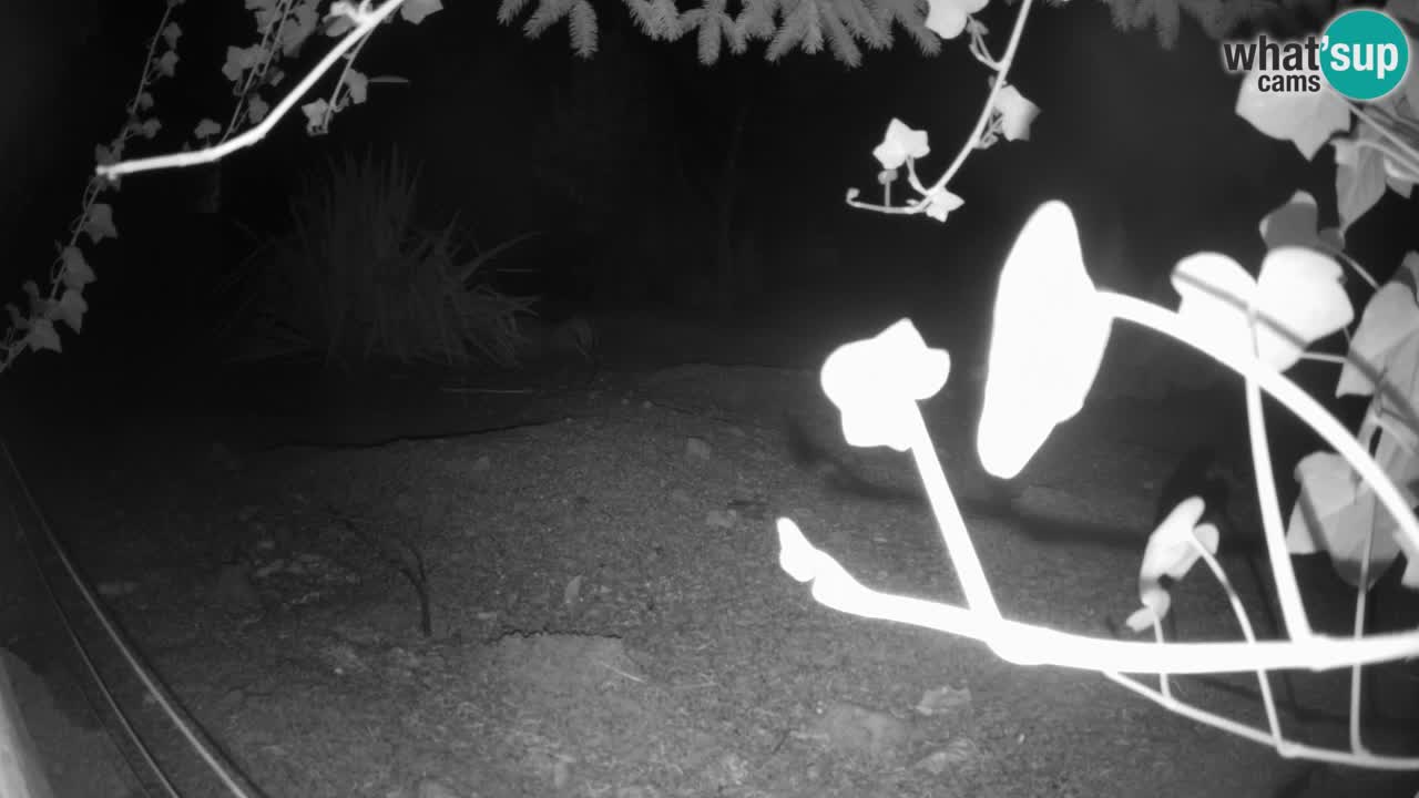 Zoo Ljubljana – Live webcam Meerkat (Suricata)