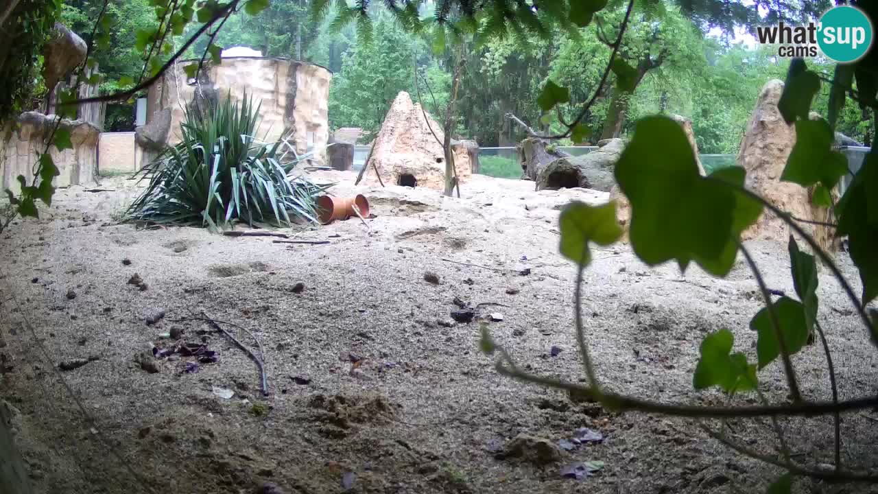 Zoo Ljubljana – Live webcam Meerkat (Suricata)