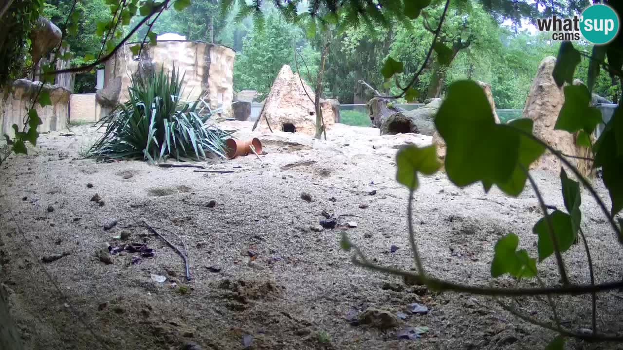 Web kamera Zoo Ljubljana – Merkat