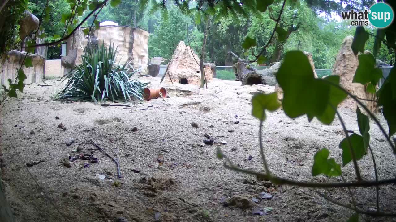 Live cam Zoo Ljubljana – Erdmännchen