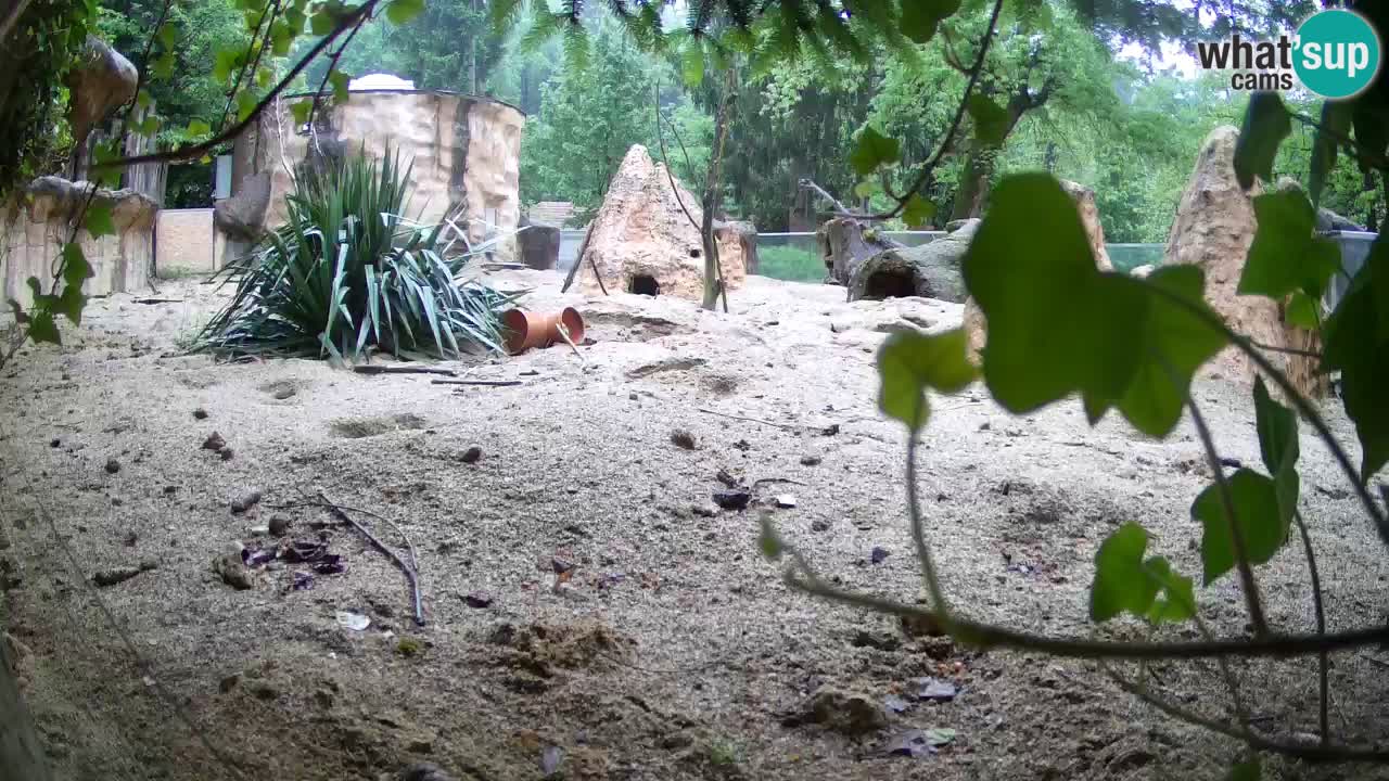 Zoo Ljubljana – Meerkat (Suricata)