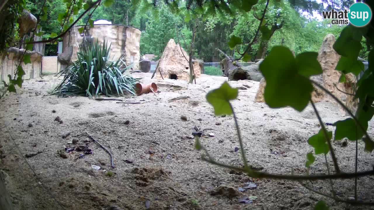 Zoo Ljubljana – Live webcam Meerkat (Suricata)