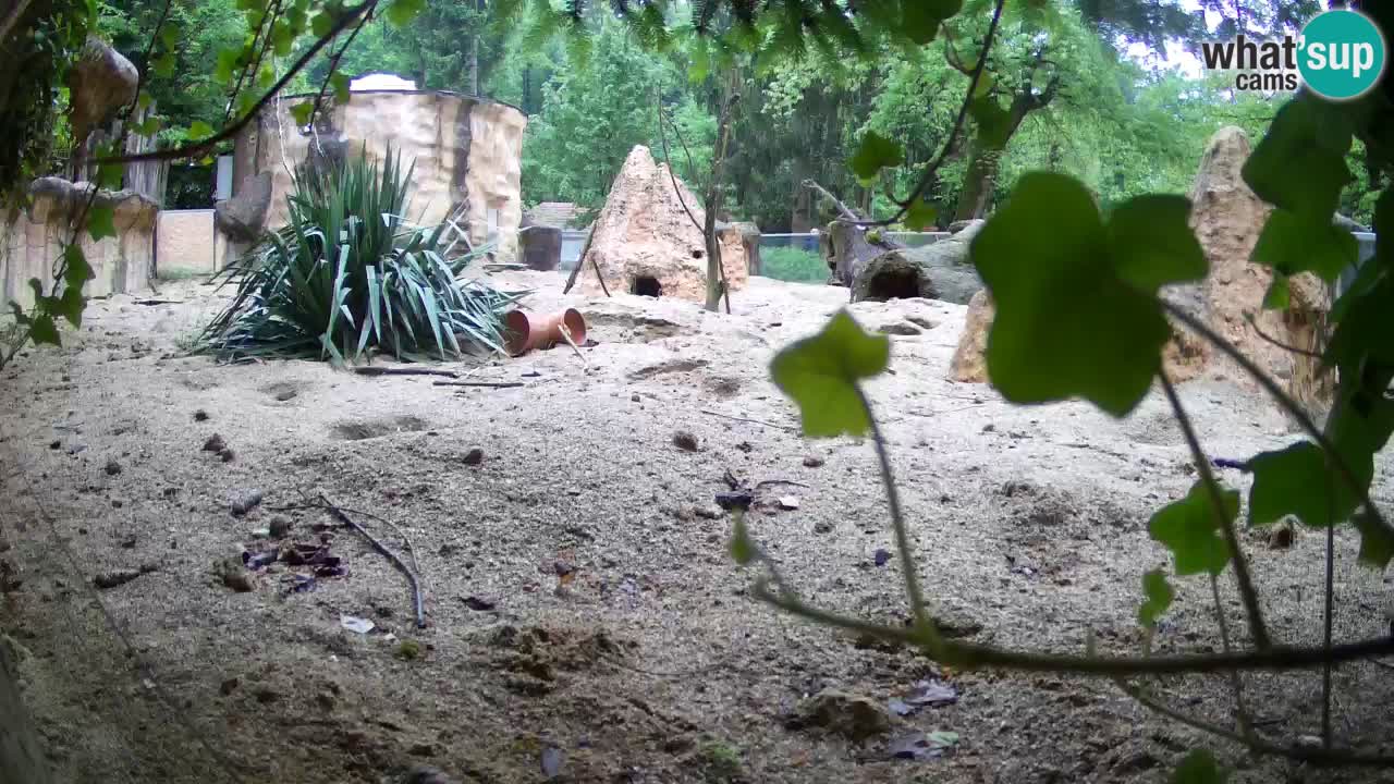 Webcam Zoo Ljubljana – Suricate