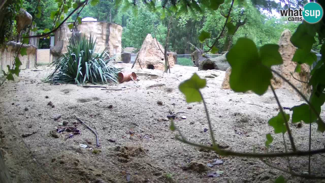 Zoo Ljubljana – Live webcam Meerkat (Suricata)