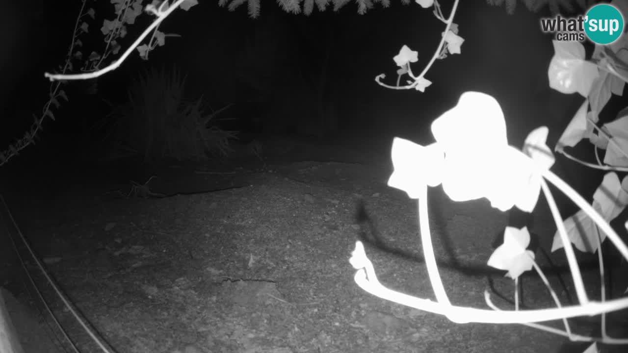 Webcam Zoo Ljubljana – Suricate