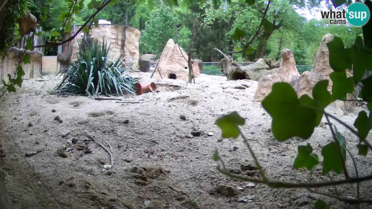 Webcam live Zoo Ljubljana – Suricata
