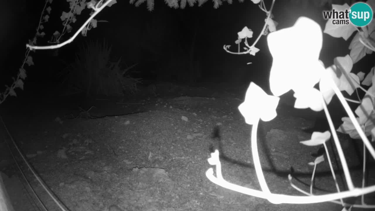 Webcam live Zoo Ljubljana – Suricata
