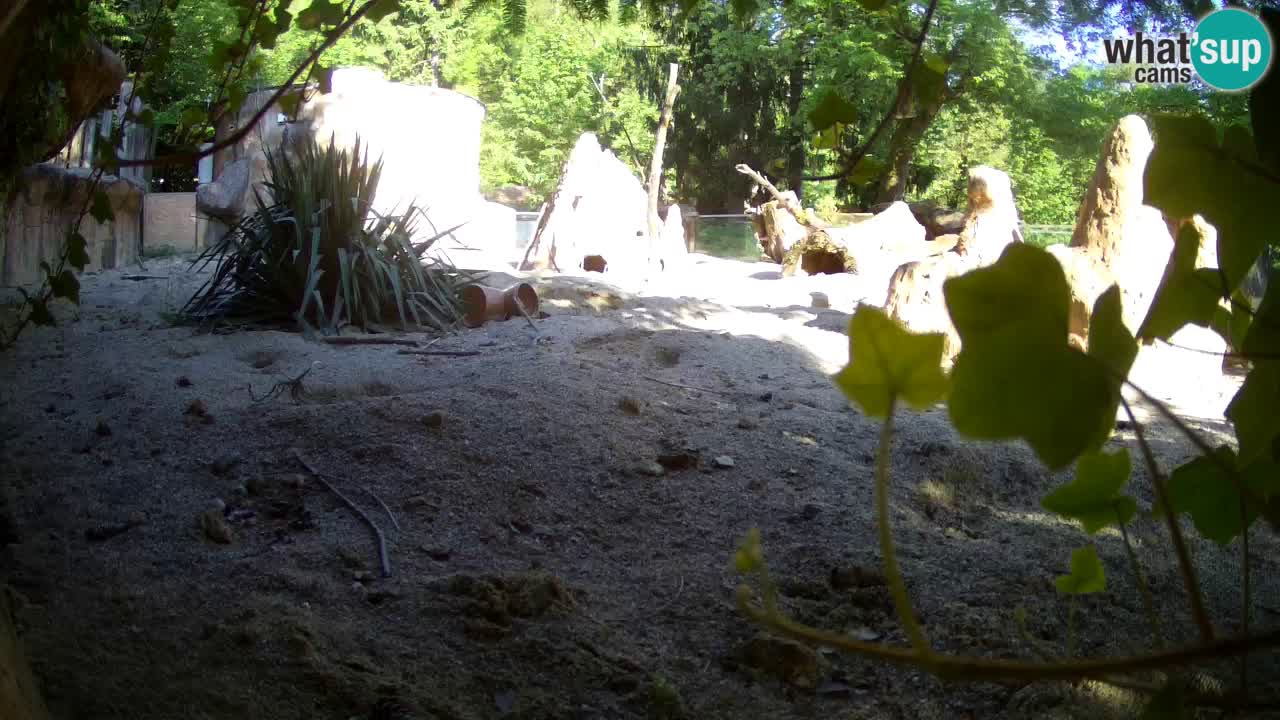 Web kamera Zoo Ljubljana – Merkat