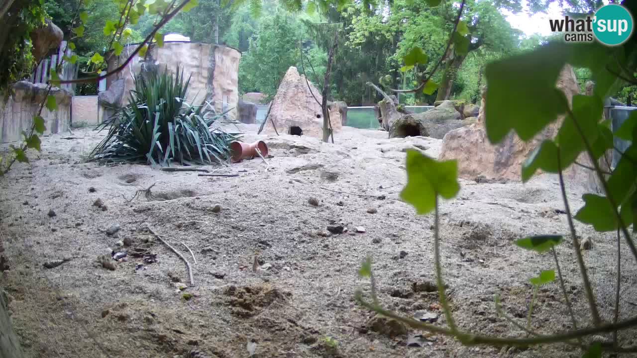 Web kamera Zoo Ljubljana – Merkat