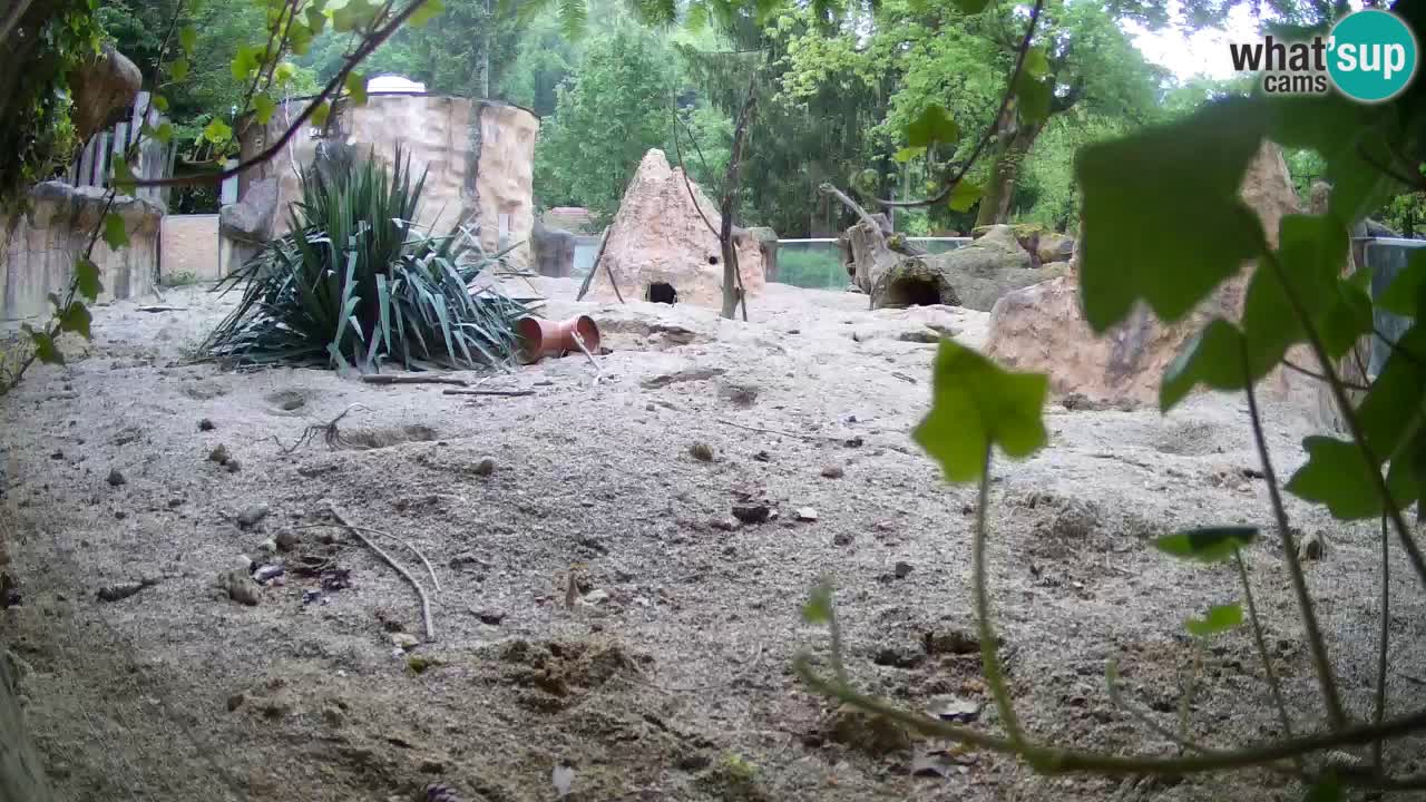 Live cam Zoo Ljubljana – Erdmännchen